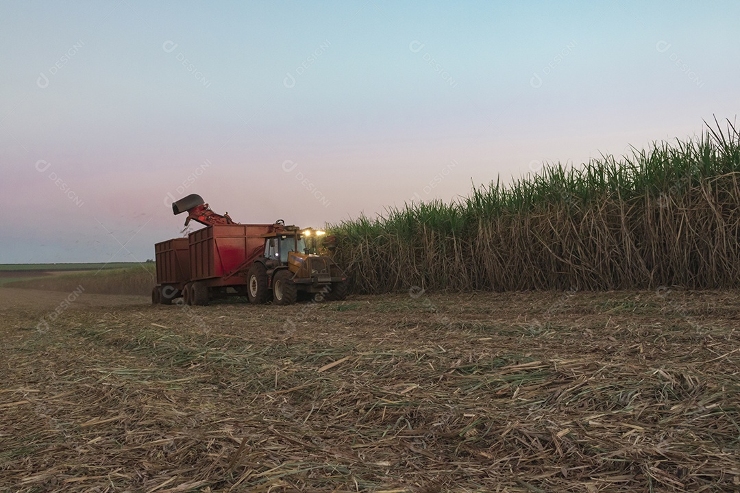 Máquina de colheita trabalhando em uma fazenda de plantação de campo monitorada por drone de cana-de-açúcar