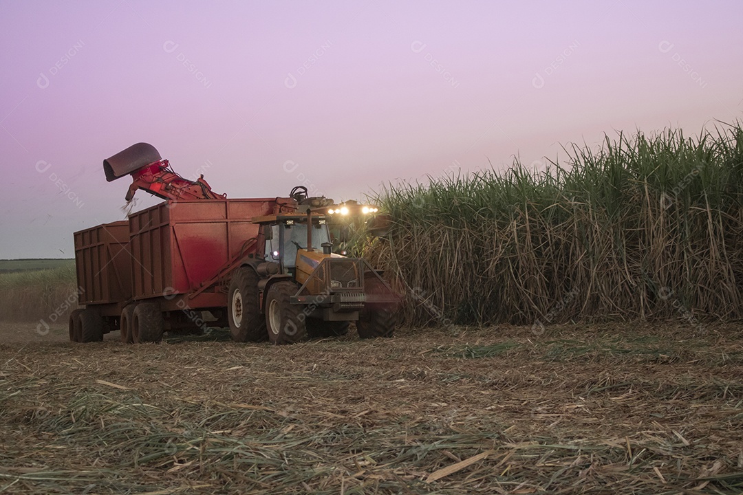 Máquina de colheita trabalhando em uma fazenda de plantação de campo monitorada por drone de cana-de-açúcar