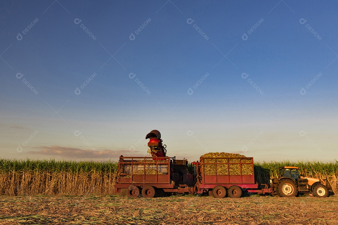 Máquina de colheita trabalhando em uma fazenda de plantação de campo monitorada por drone de cana-de-açúcar