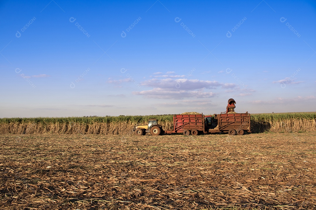 Máquina de colheita trabalhando em uma fazenda de plantação de campo monitorada por drone de cana-de-açúcar