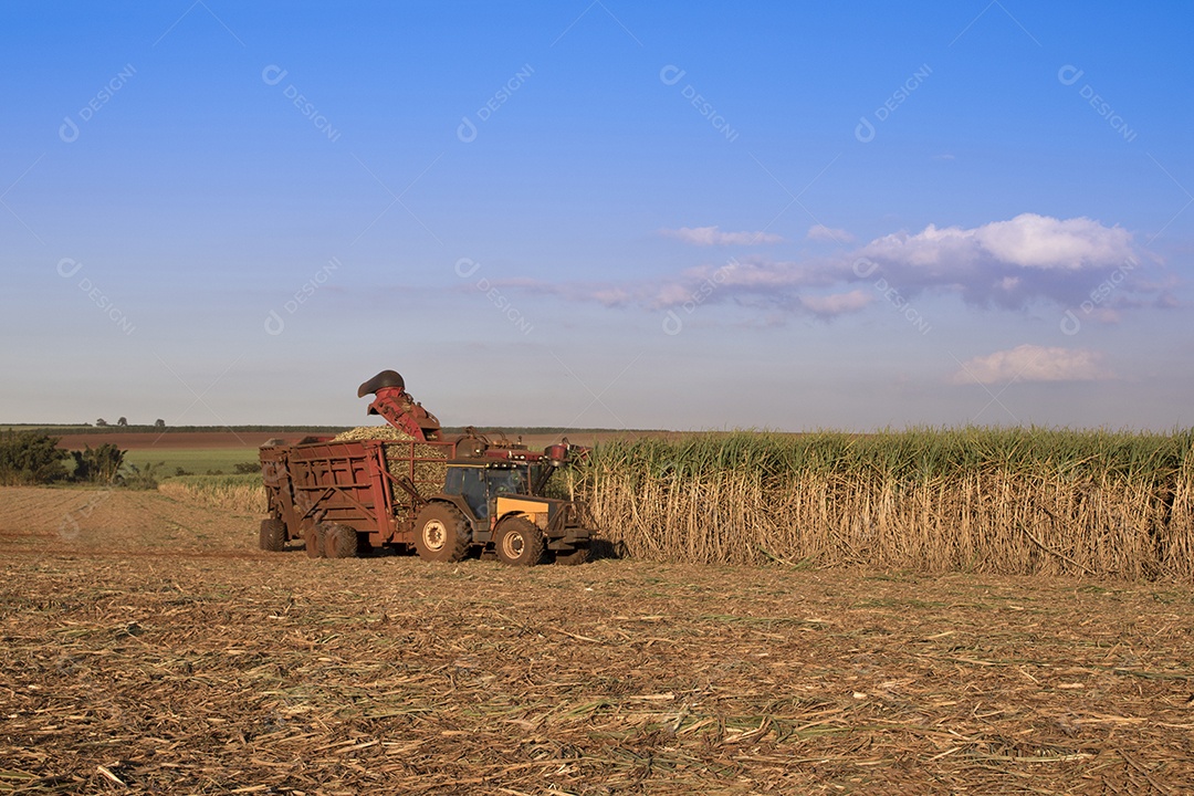 Máquina de colheita trabalhando em uma fazenda de plantação de campo monitorada por drone de cana-de-açúcar
