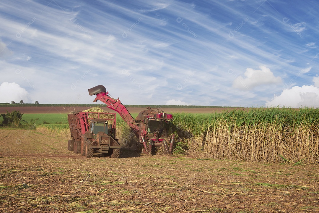 Máquina de colheita trabalhando em uma fazenda de plantação de campo monitorada por drone de cana-de-açúcar