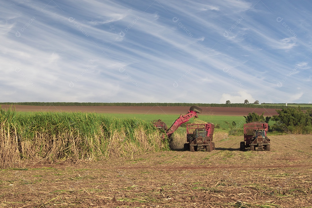 Máquina de colheita trabalhando em uma fazenda de plantação de campo monitorada por drone de cana-de-açúcar