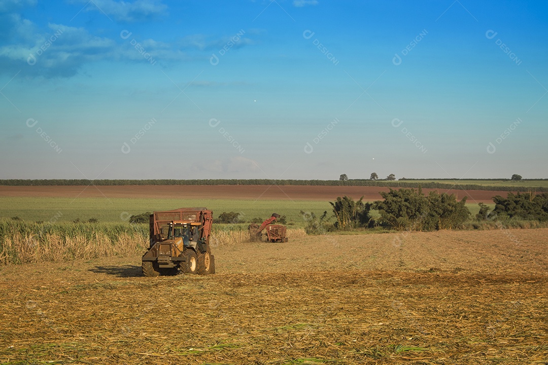 Máquina de colheita trabalhando em uma fazenda de plantação de campo monitorada por drone de cana-de-açúcar