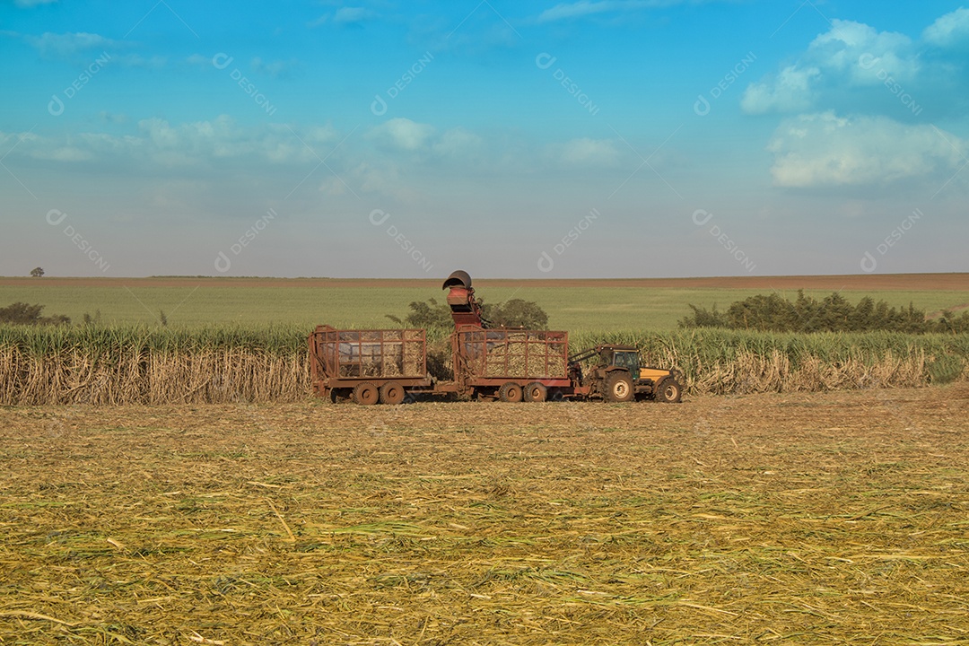 Máquina de colheita em uma plantação de cana de açúcar com fundo de céu nublado