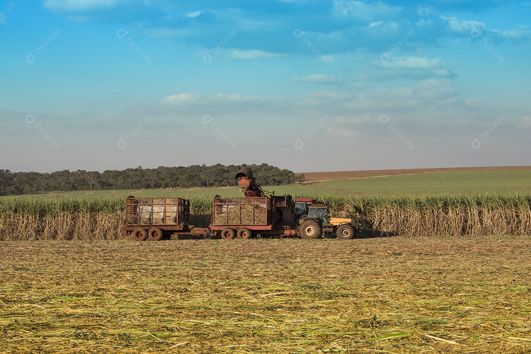 Máquina de colheita trabalhando em uma fazenda de plantação de campo monitorada por drone de cana-de-açúcar