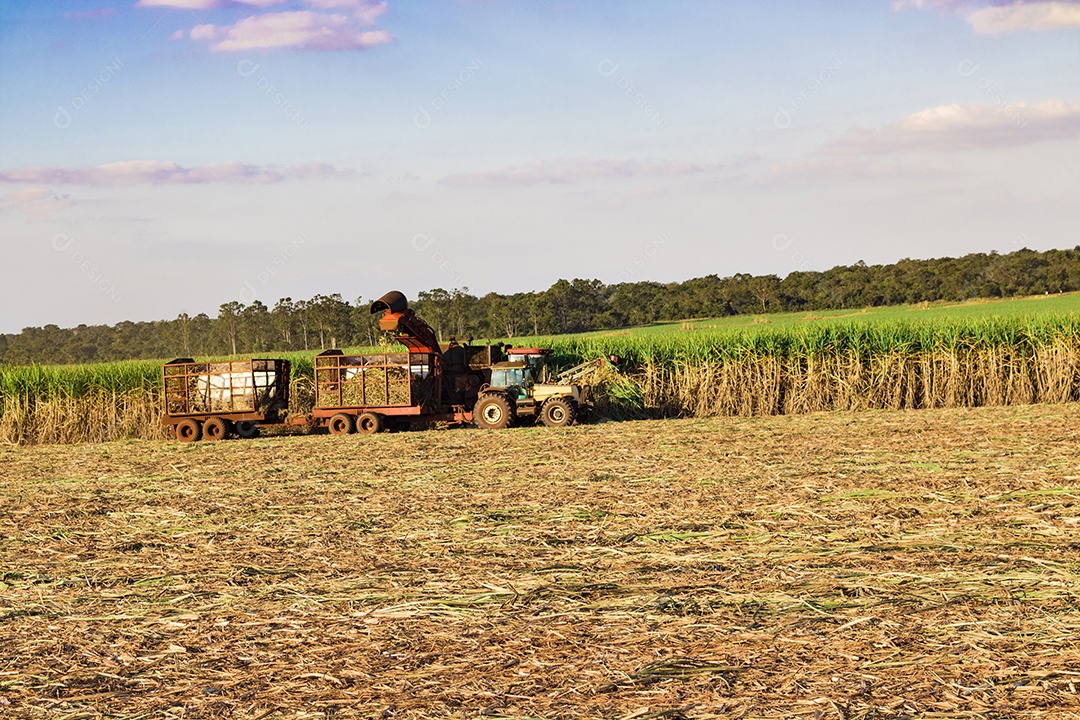 Máquina de colheita trabalhando em uma fazenda de plantação de campo monitorada por drone de cana-de-açúcar