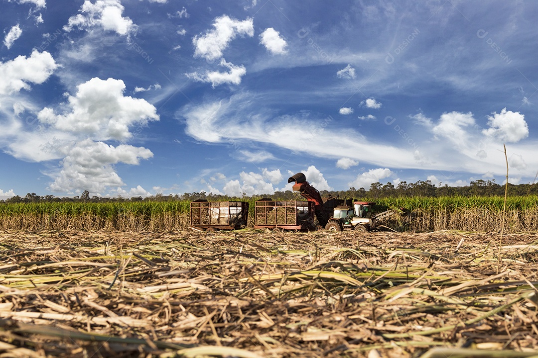 Máquina de colheita trabalhando em uma fazenda de plantação de campo monitorada por drone de cana-de-açúcar