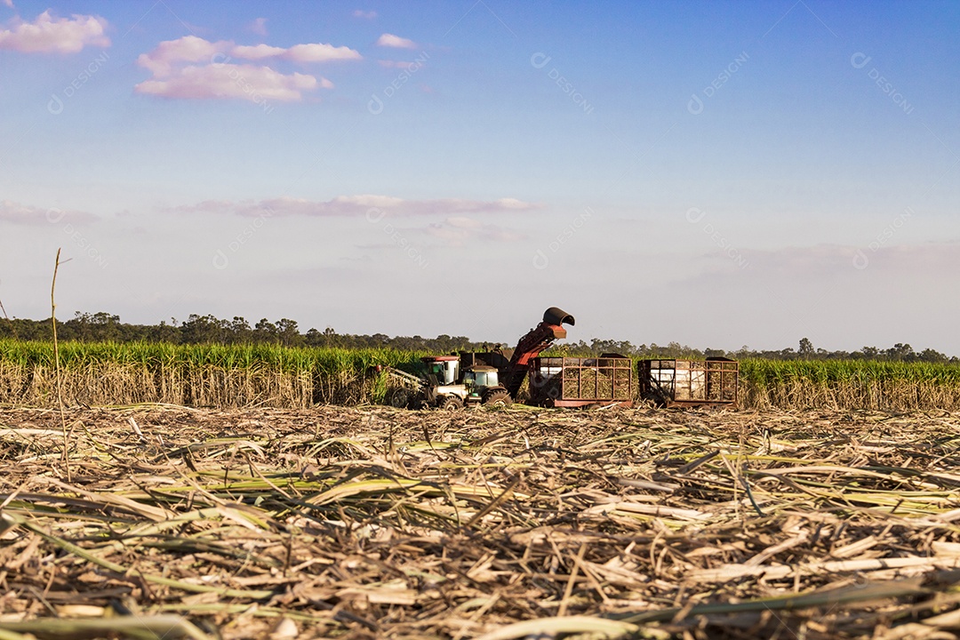 Máquina de colheita trabalhando em uma fazenda de plantação de campo monitorada por drone de cana-de-açúcar