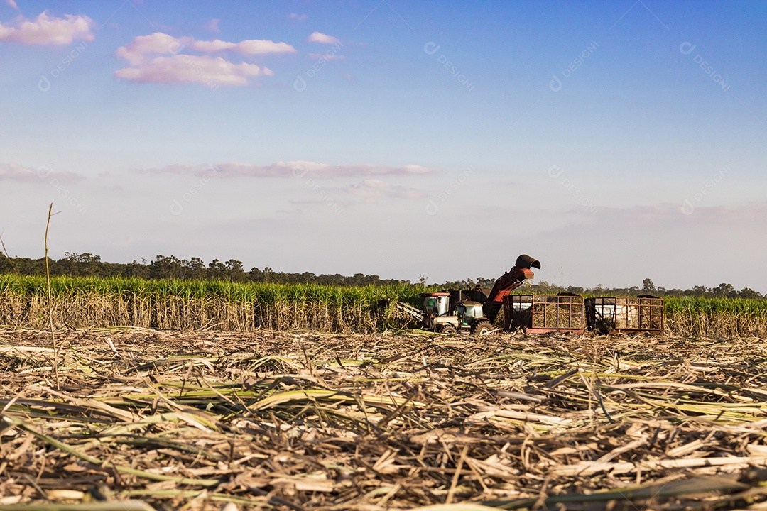 Máquina de colheita trabalhando em uma fazenda de plantação de campo monitorada por drone de cana-de-açúcar
