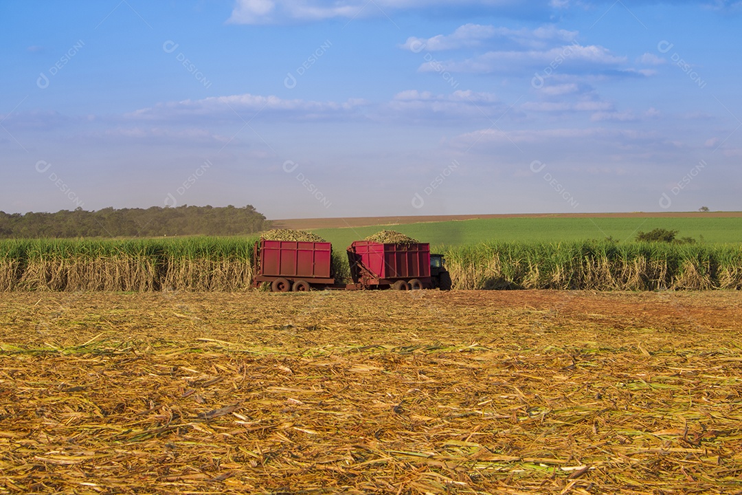 Máquina de colheita trabalhando em uma fazenda de plantação de campo monitorada por drone de cana-de-açúcar