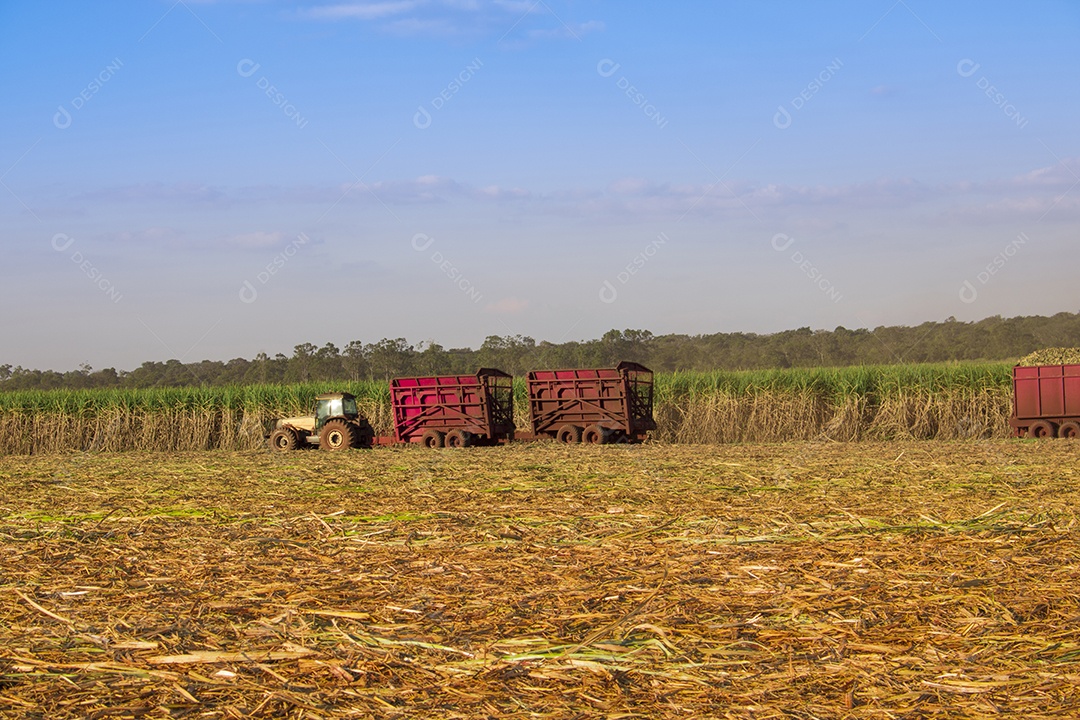 Máquina de colheita trabalhando em uma fazenda de plantação de campo monitorada por drone de cana-de-açúcar