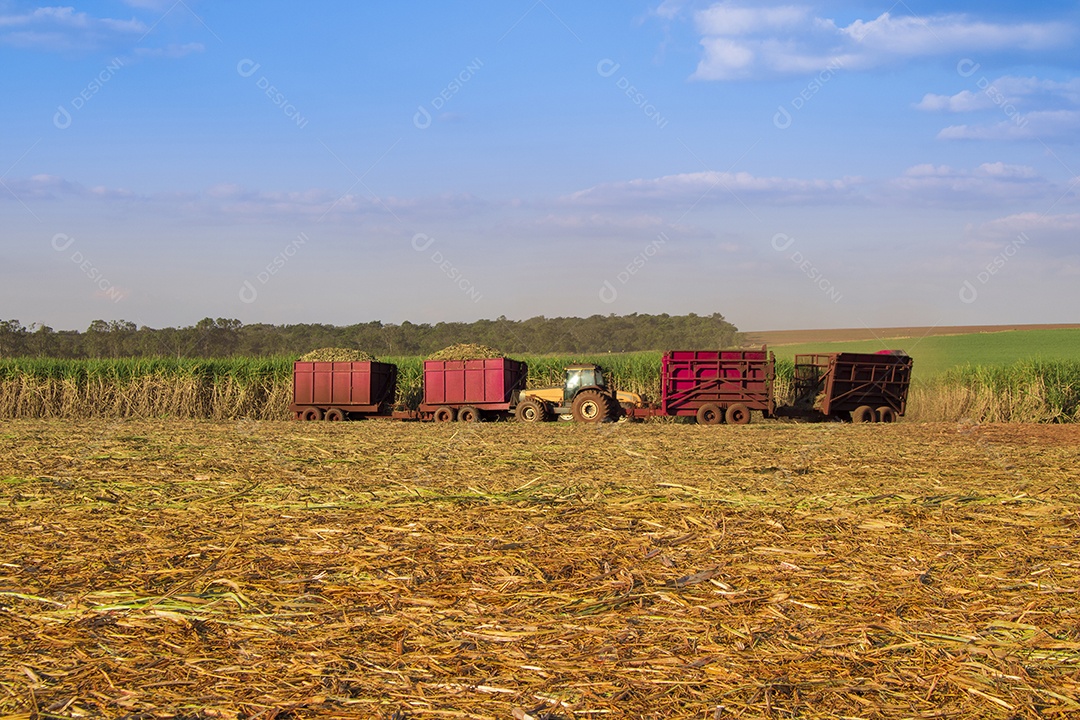 Máquina de colheita trabalhando em uma fazenda de plantação de campo monitorada por drone de cana-de-açúcar