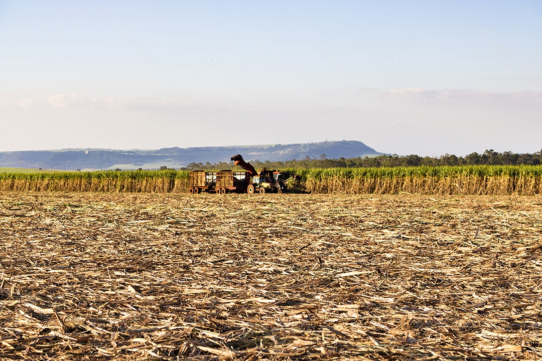 Máquina de colheita trabalhando em uma fazenda de plantação de campo monitorada por drone de cana-de-açúcar