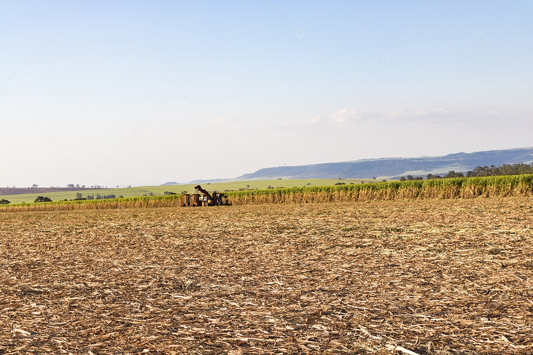 Máquina de colheita trabalhando em uma fazenda de plantação de campo monitorada por drone de cana-de-açúcar