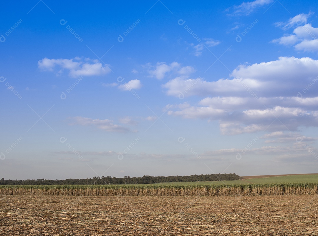 Plantação de trigo em colheita