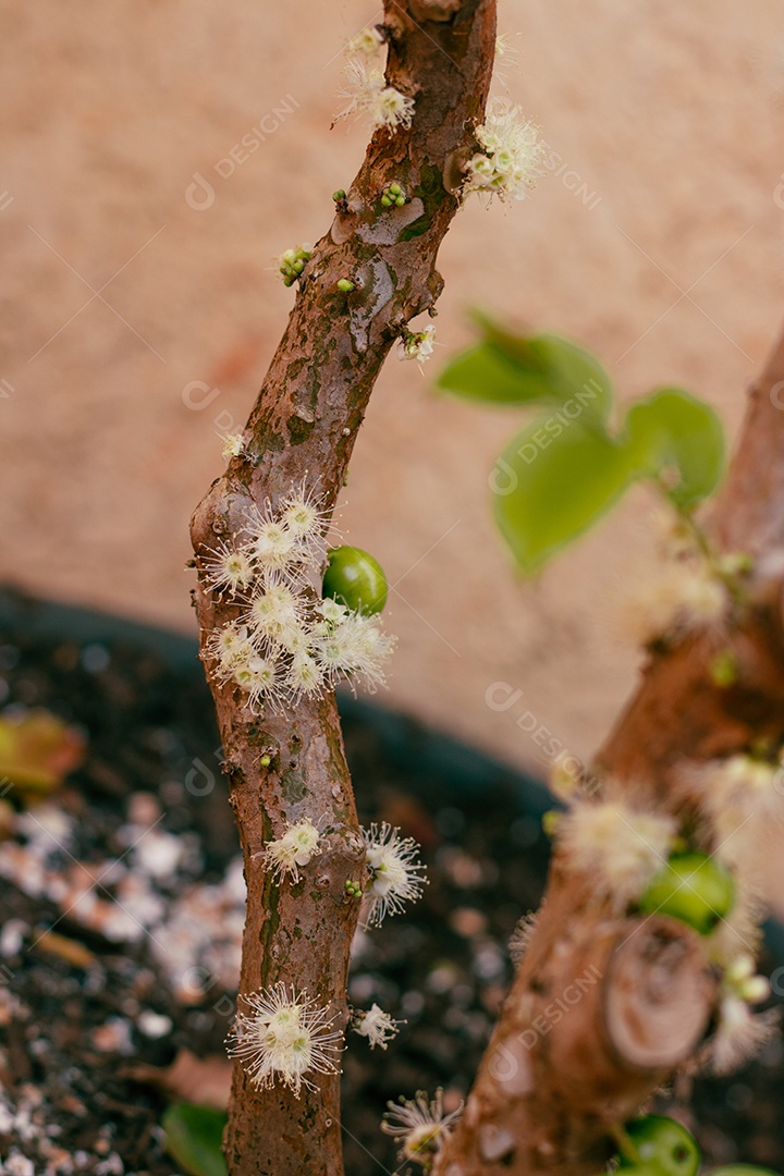 Jabuticabeira madurecendo jabuticabas