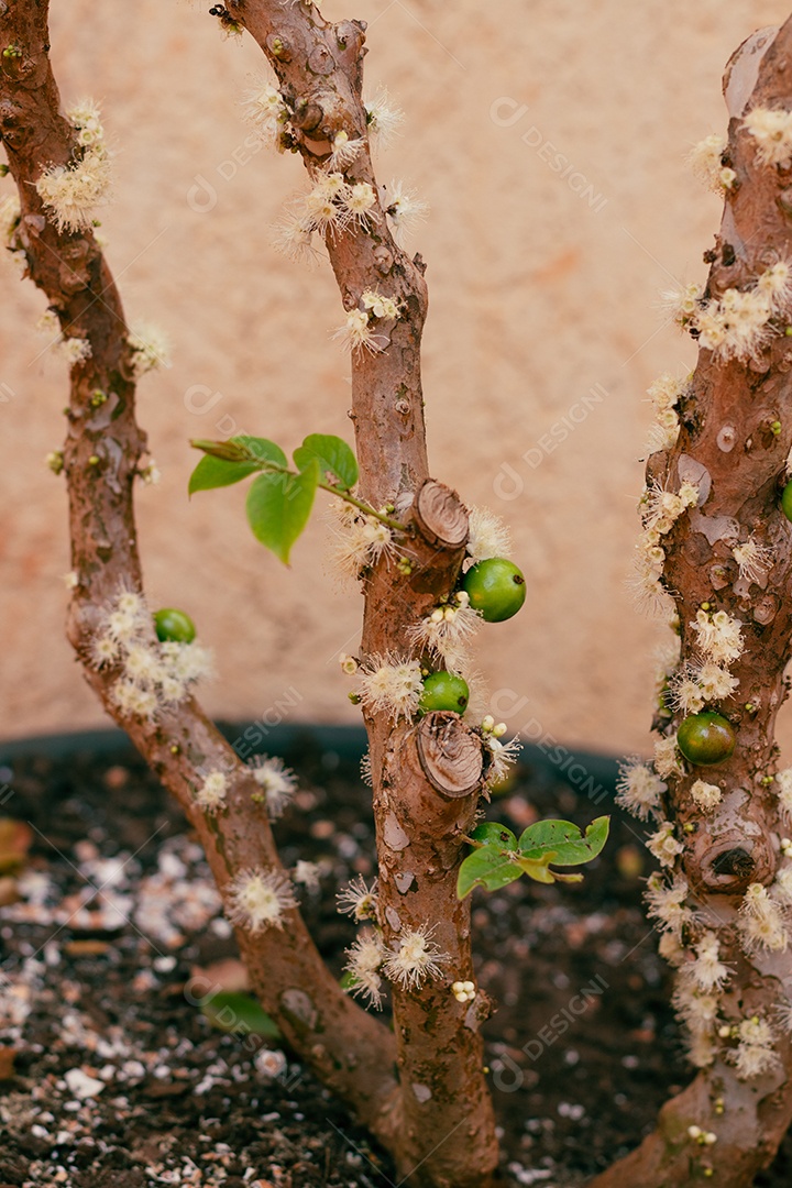 Jabuticabeira madurecendo jabuticabas