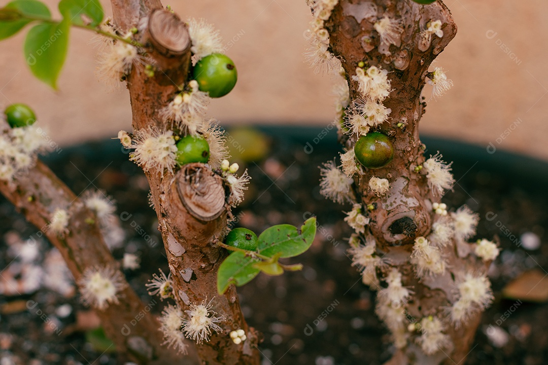 Jabuticabeira madurecendo jabuticabas