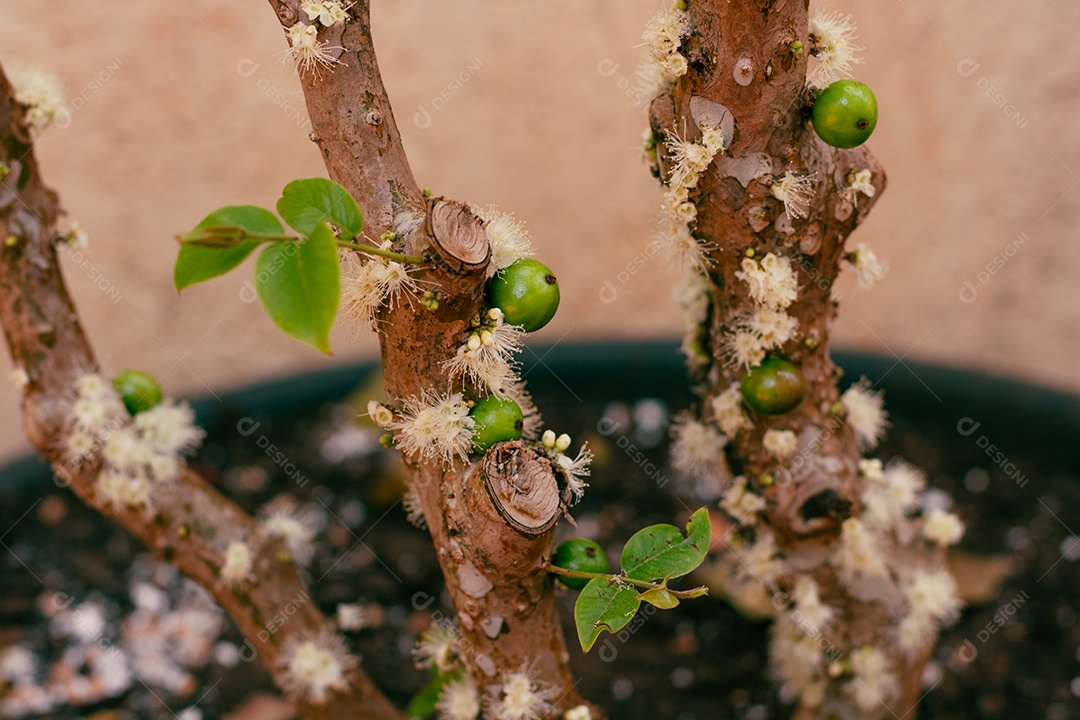 Árvore cheia de jabuticaba brasileira em uma imagem conceitual de dia ensolarado
