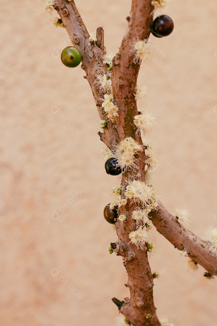 Jabuticabeira madurecendo jabuticabas