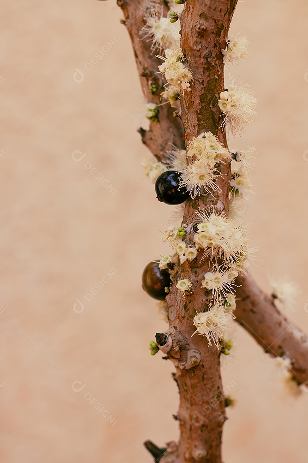 Árvore cheia de jabuticaba brasileira em uma imagem conceitual de dia ensolarado