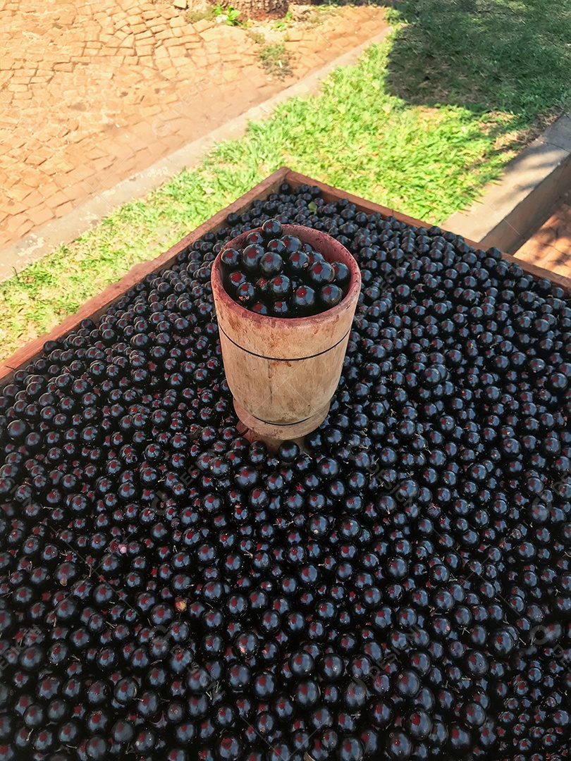 Fruta de jabuticaba à venda em uma feira ao ar livre