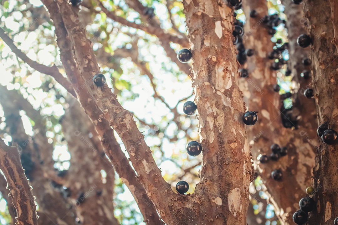 Árvore cheia de jabuticaba brasileira em uma imagem conceitual de dia ensolarado
