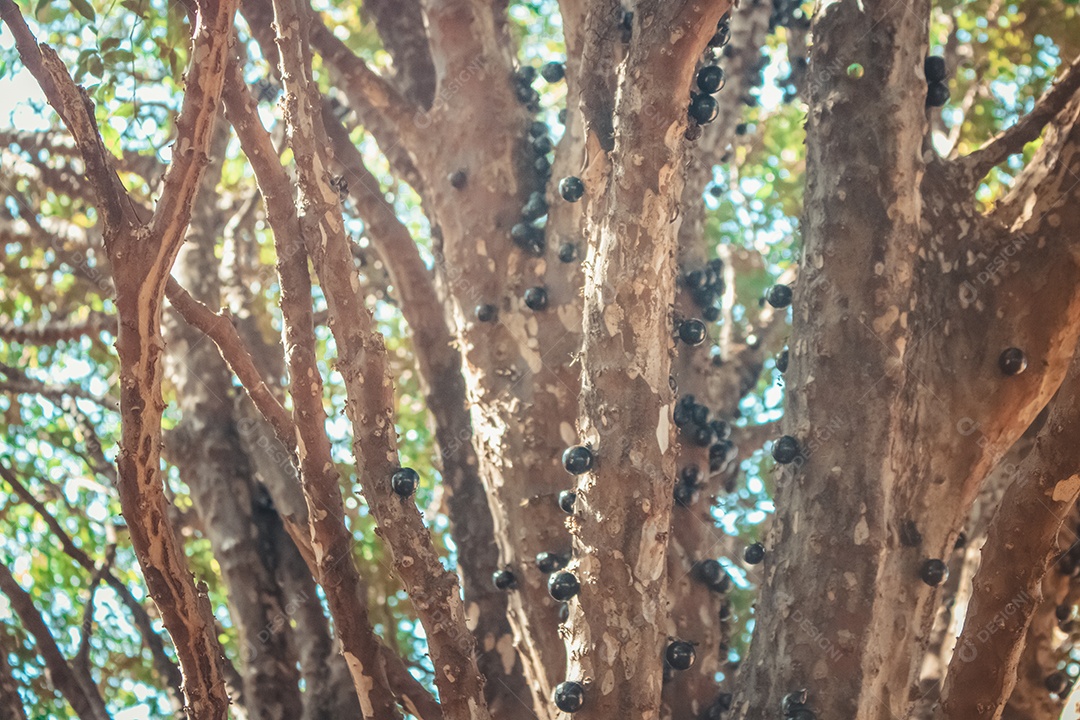 Árvore cheia de jabuticaba brasileira em uma imagem conceitual de dia ensolarado