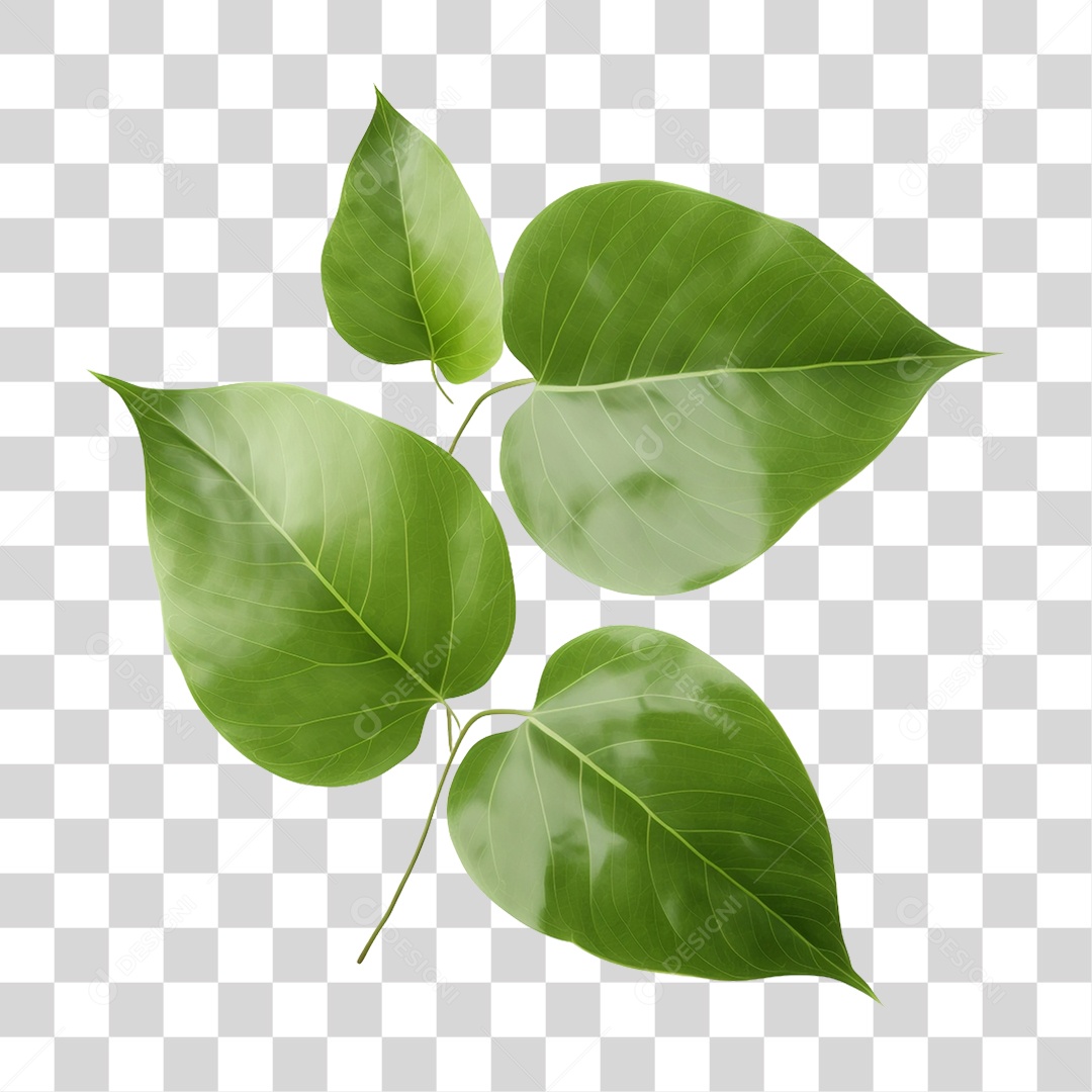 Folhas Galhos PNG Transparente