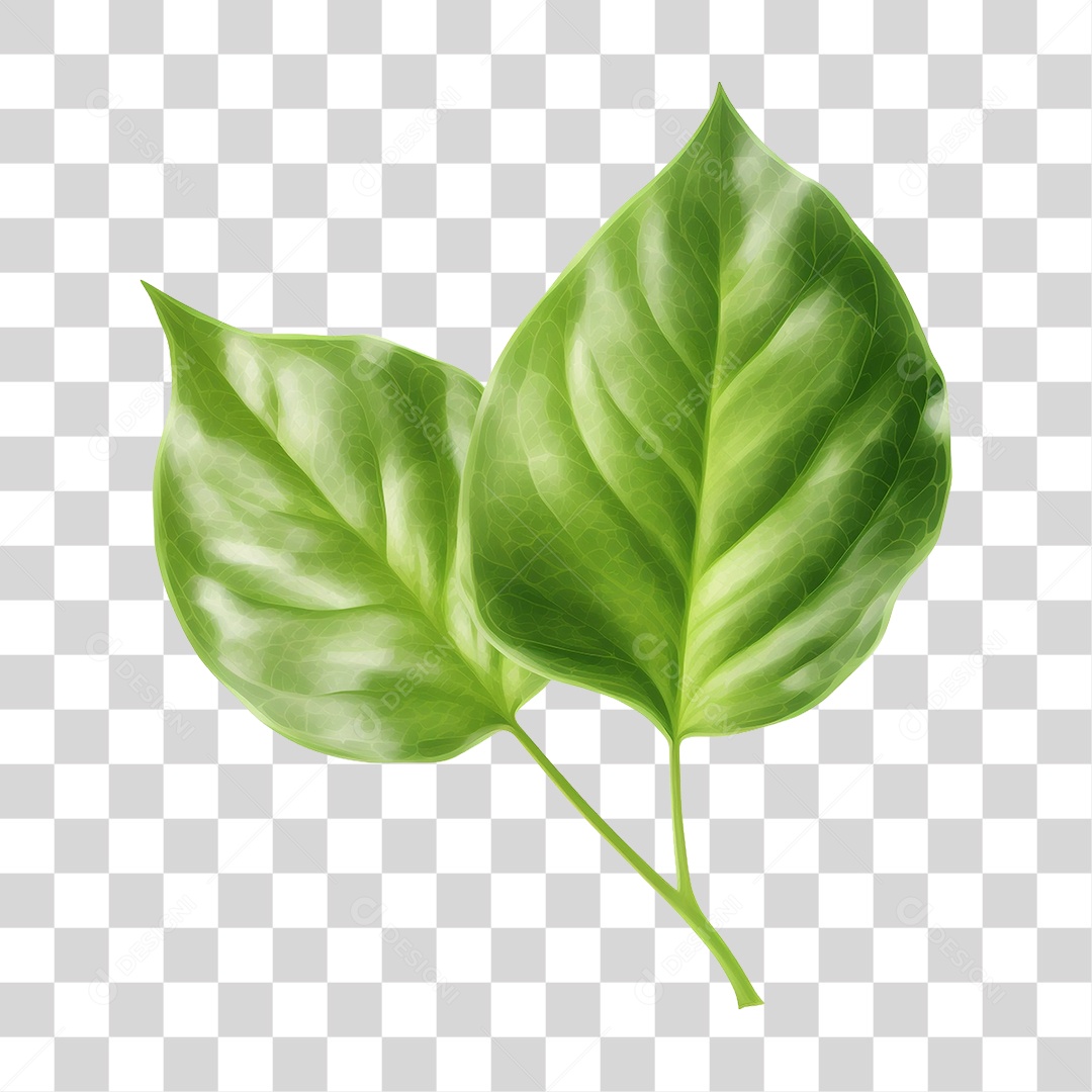 Folhas Galhos PNG Transparente