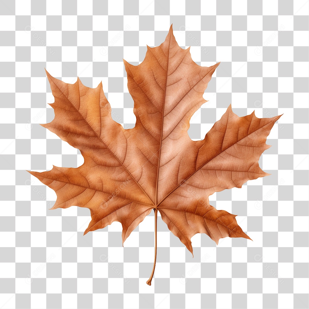 Folha Seca PNG Transparente