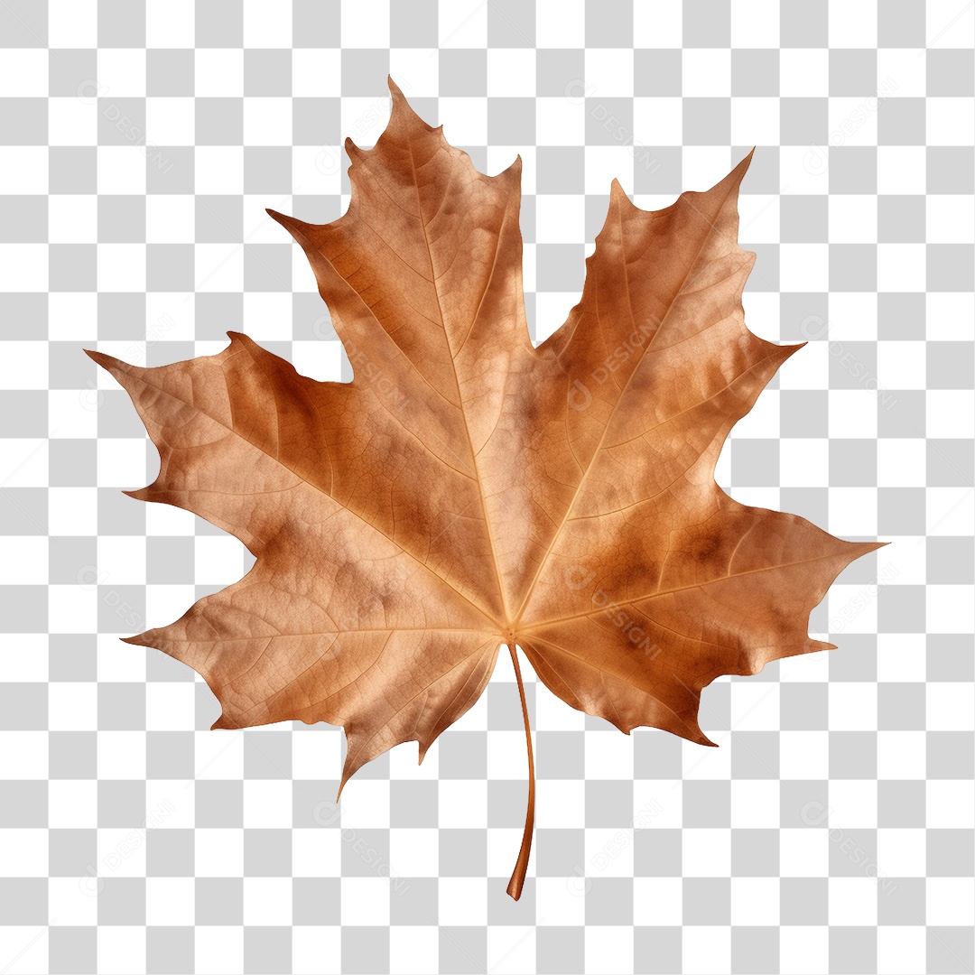 Folha Seca PNG Transparente