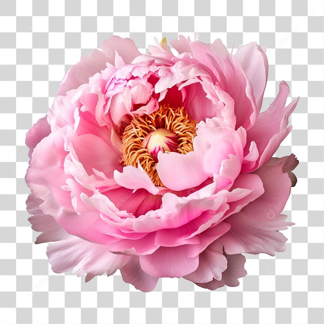 Flor Rosa PNG Transparente