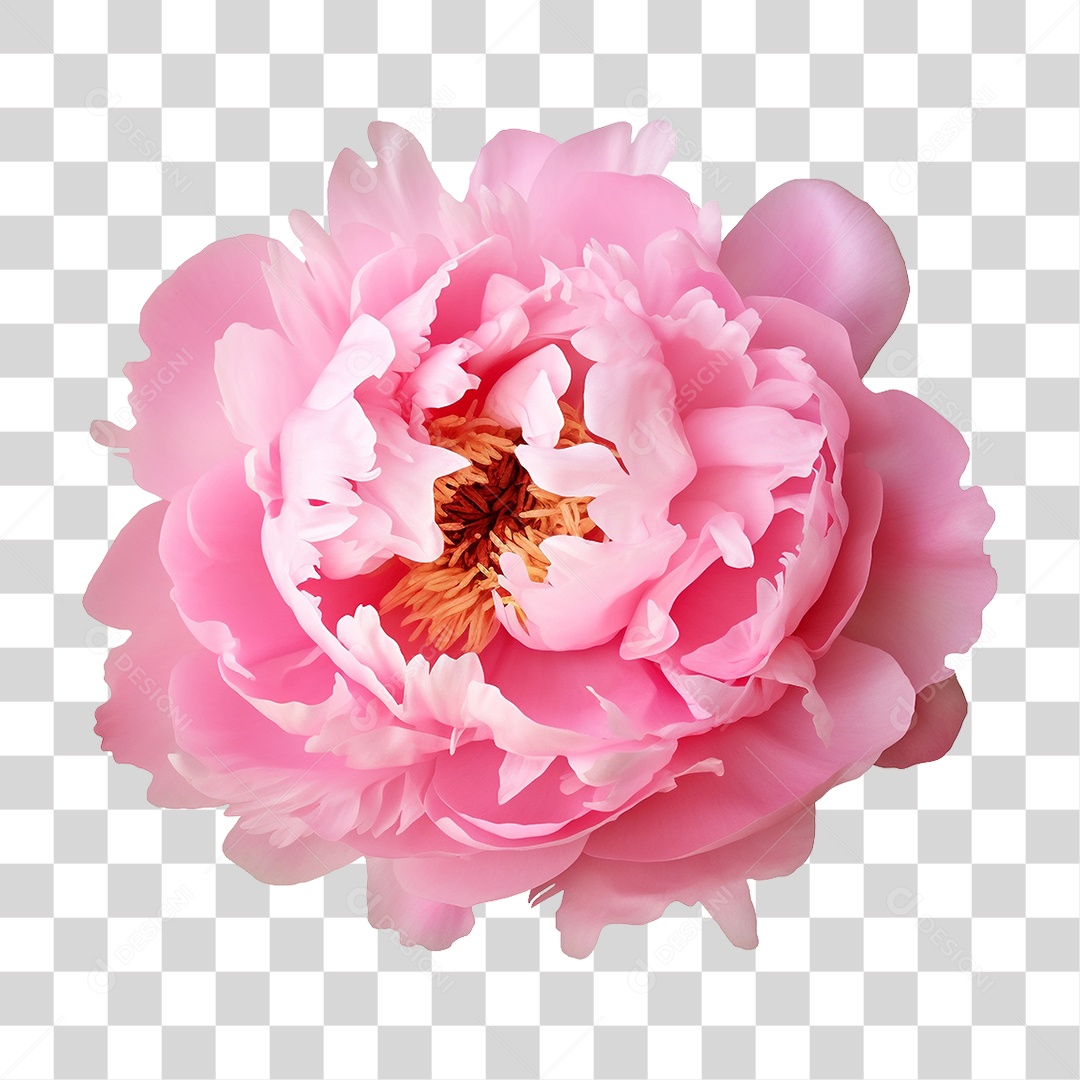 Flor Rosa PNG Transparente