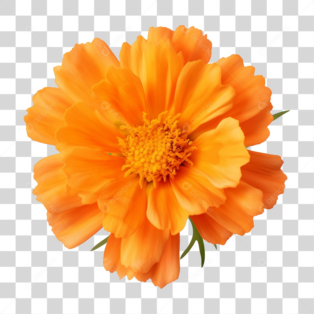 Flor Amarela PNG Transparente