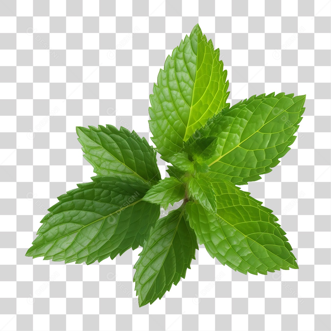 Menta Verde Planta PNG Transparente
