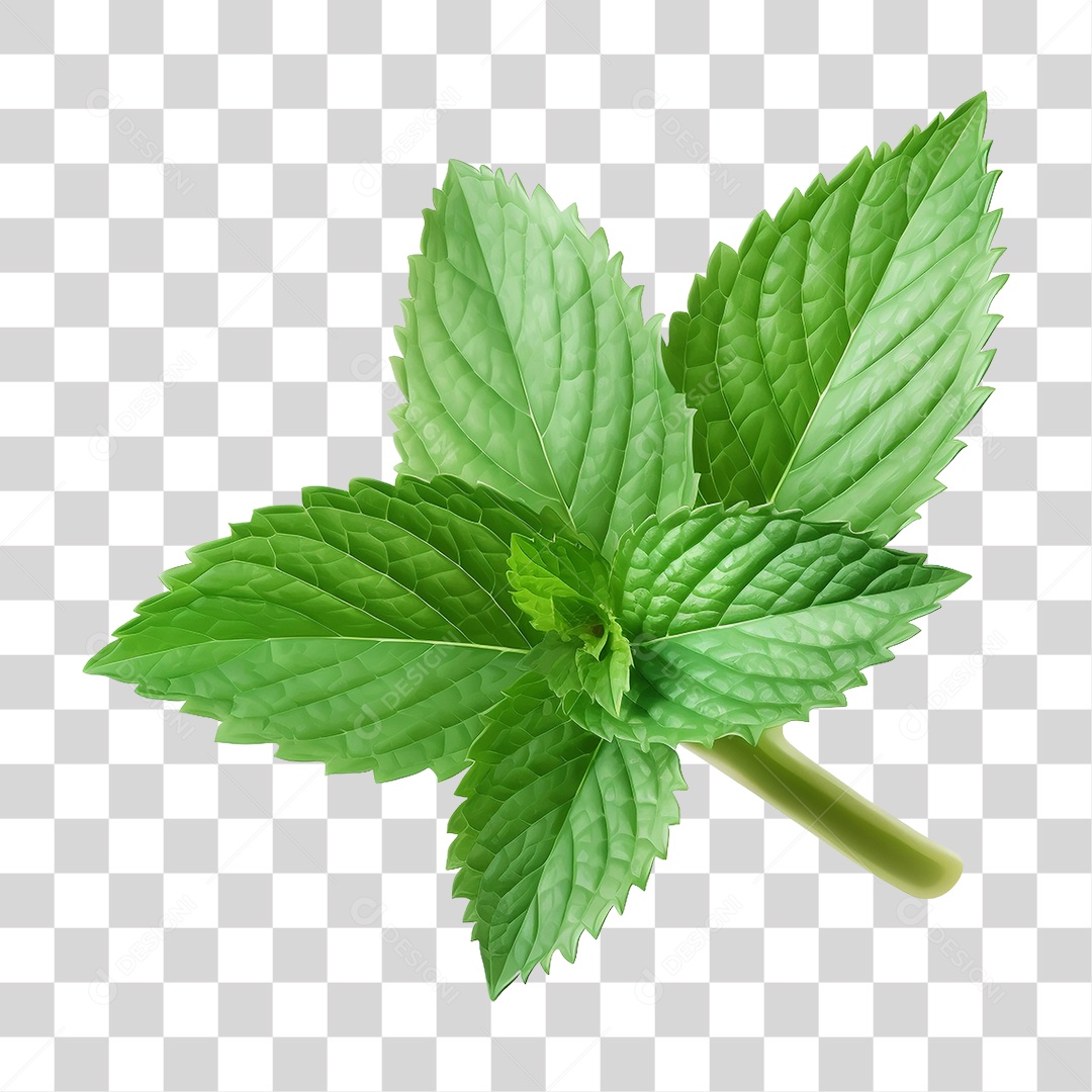 Menta Verde Planta PNG Transparente