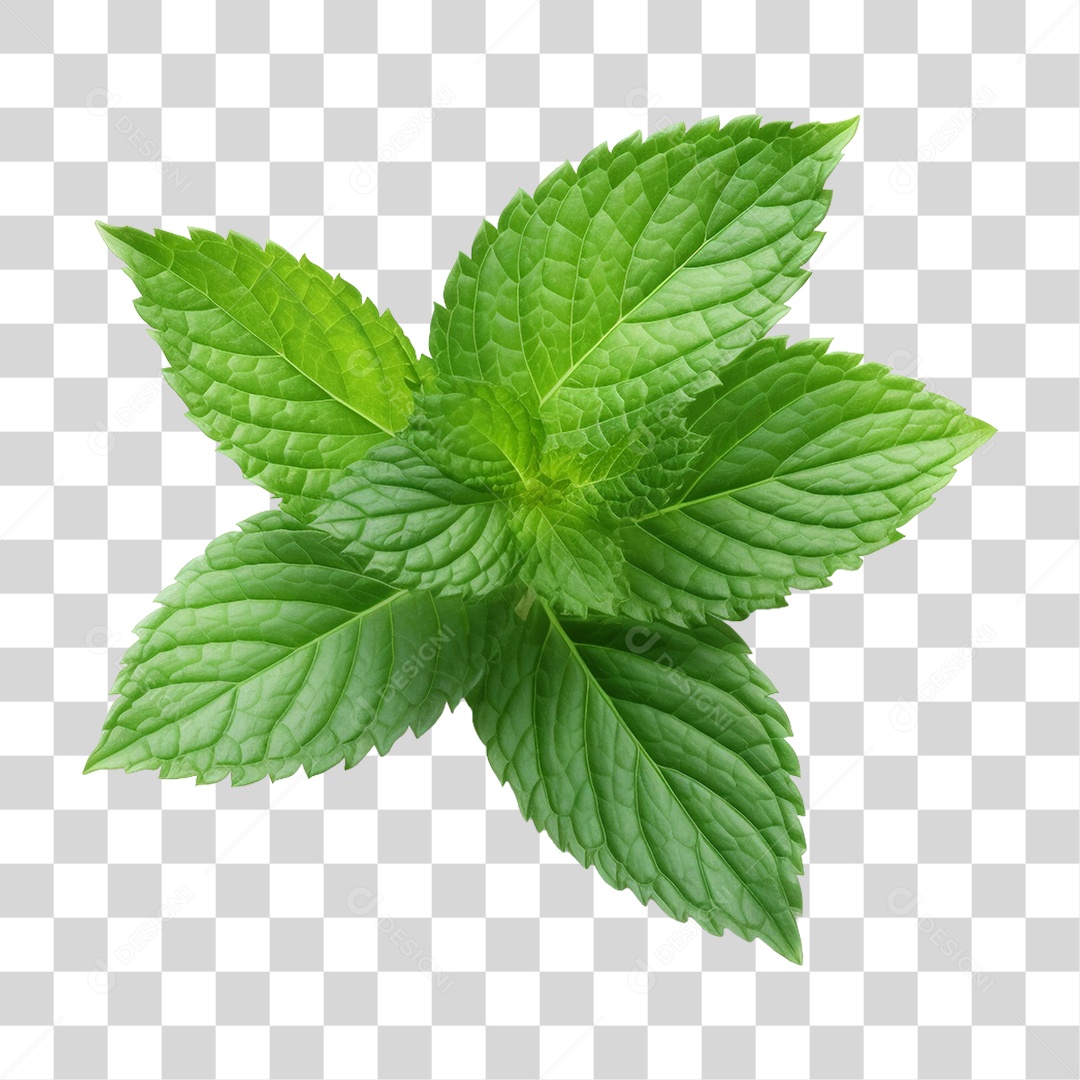 Menta Verde Planta PNG Transparente