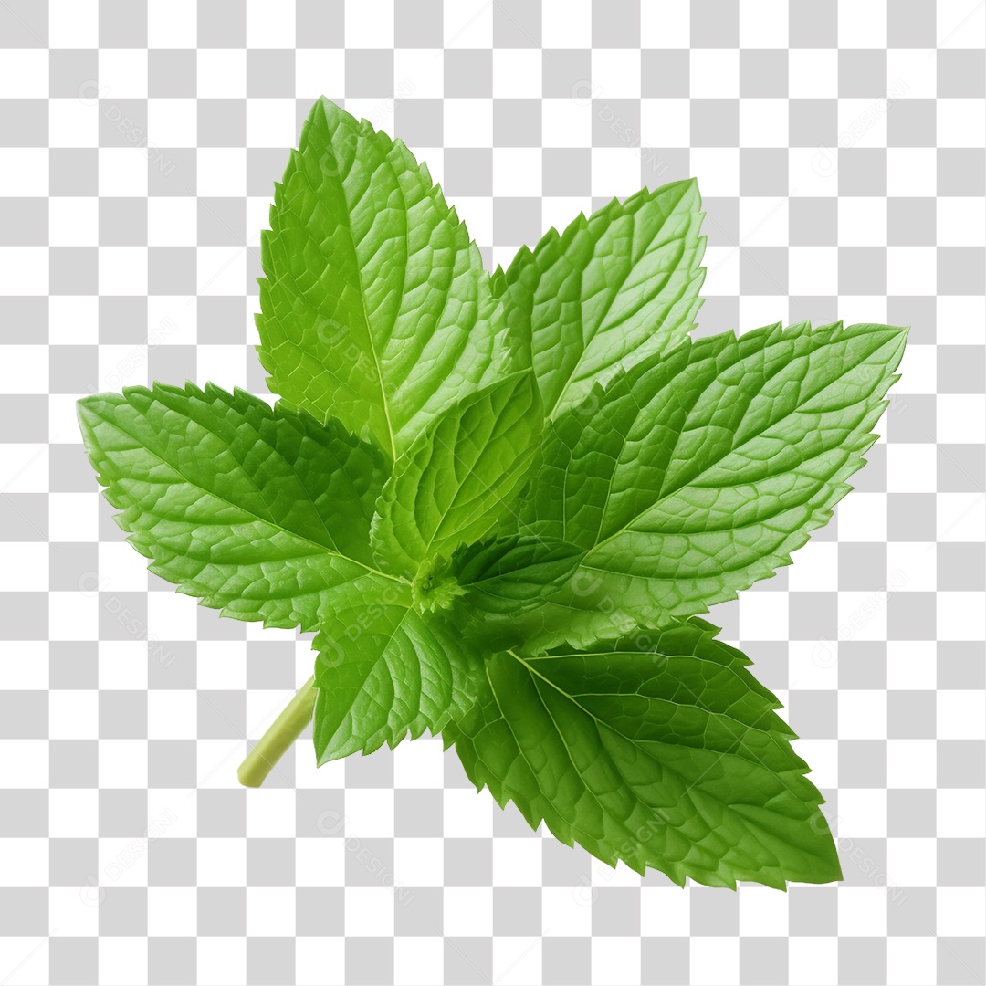 Menta Verde Planta PNG Transparente
