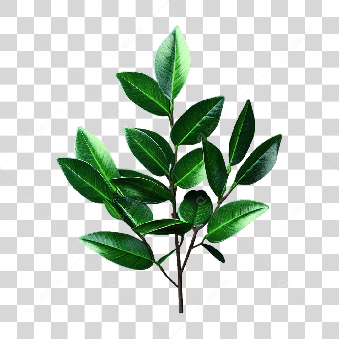 Planta Galho PNG Transparente