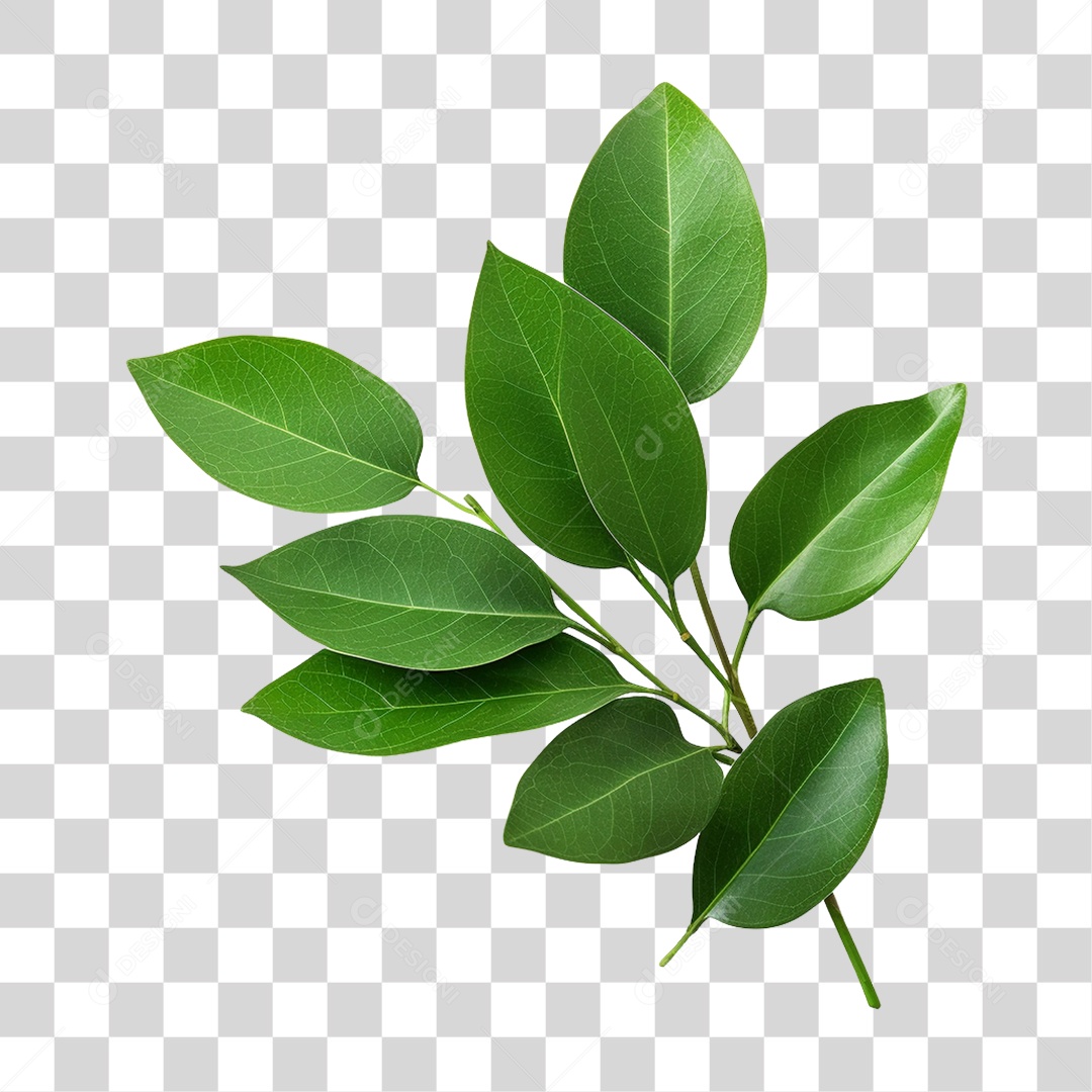 Planta Galho PNG Transparente