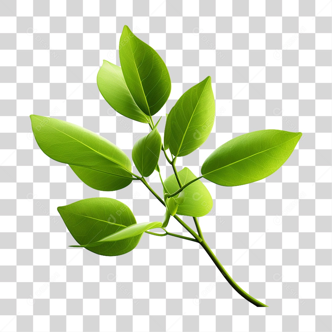 Planta Galho PNG Transparente