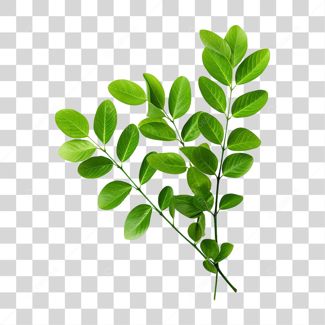 Planta Galho PNG Transparente