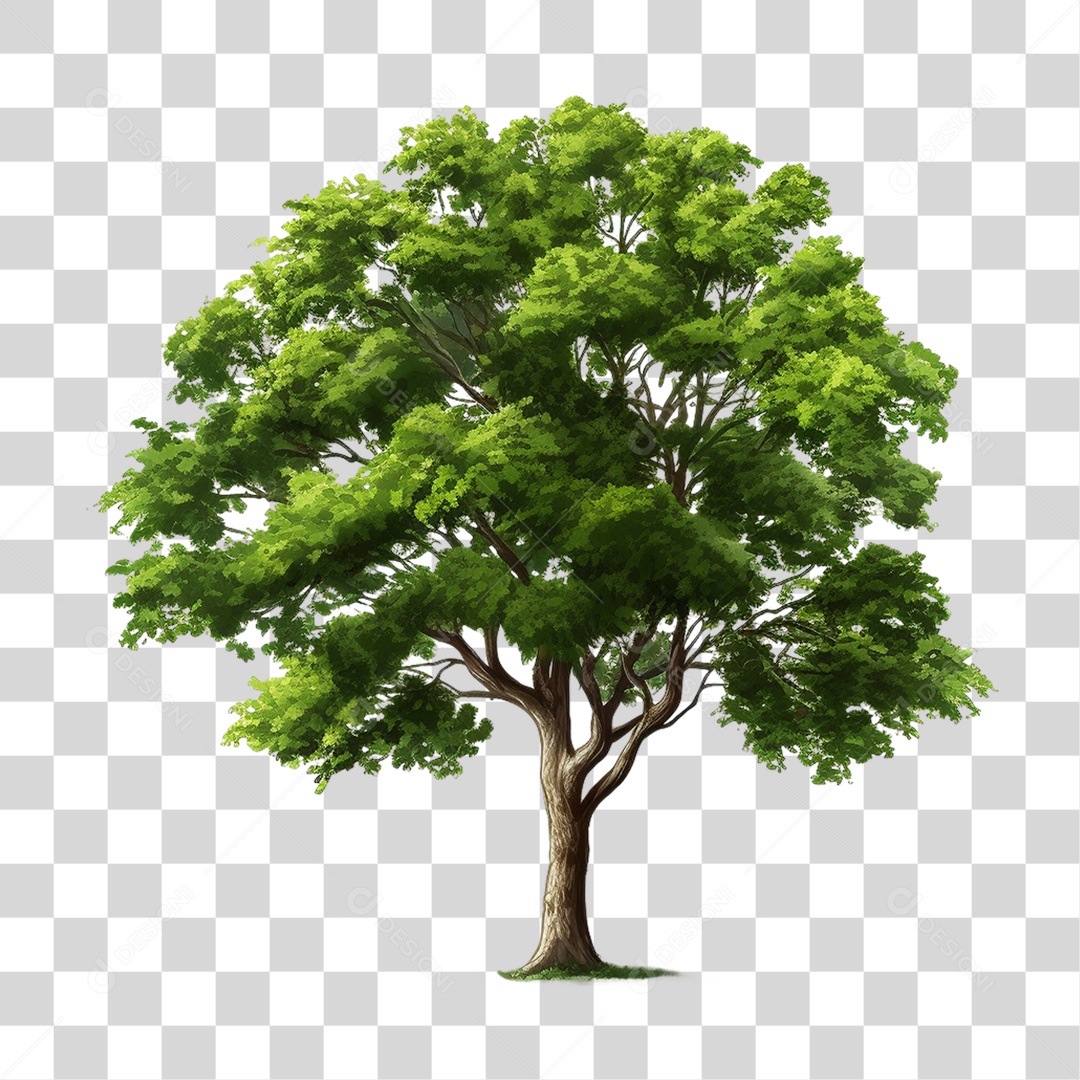 Árvore Planta PNG Transparente