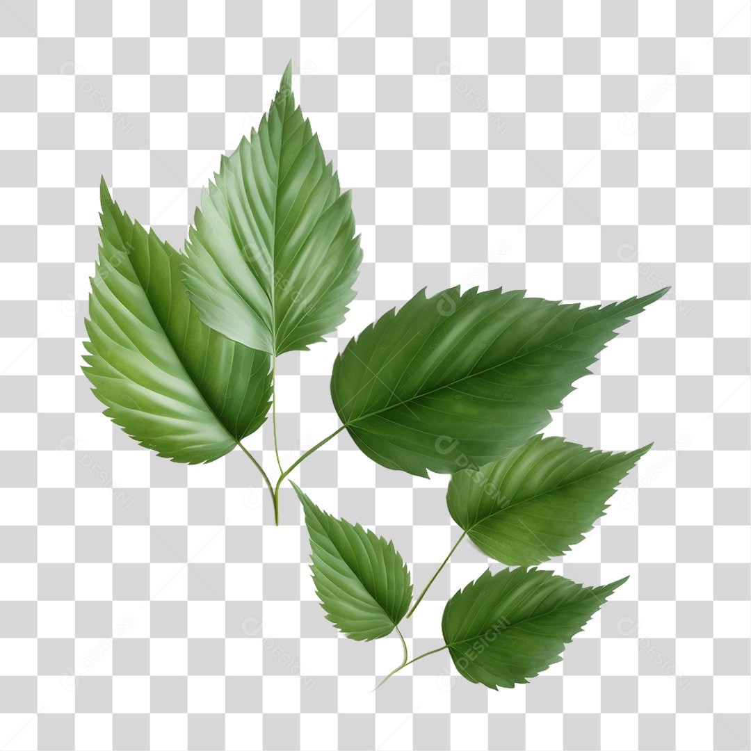 Folhas Verdes PNG Transparente