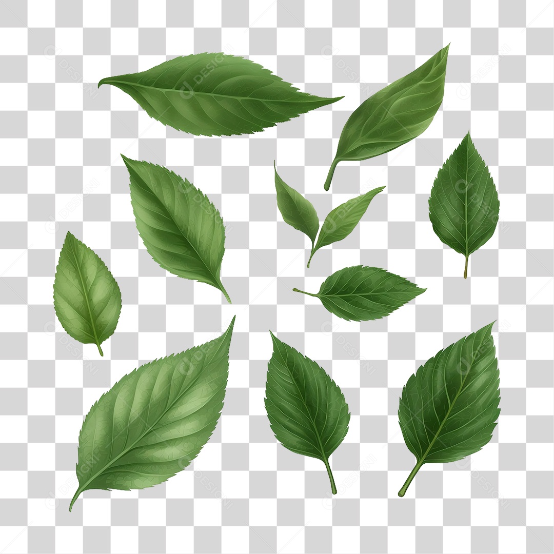 Folhas Verdes PNG Transparente