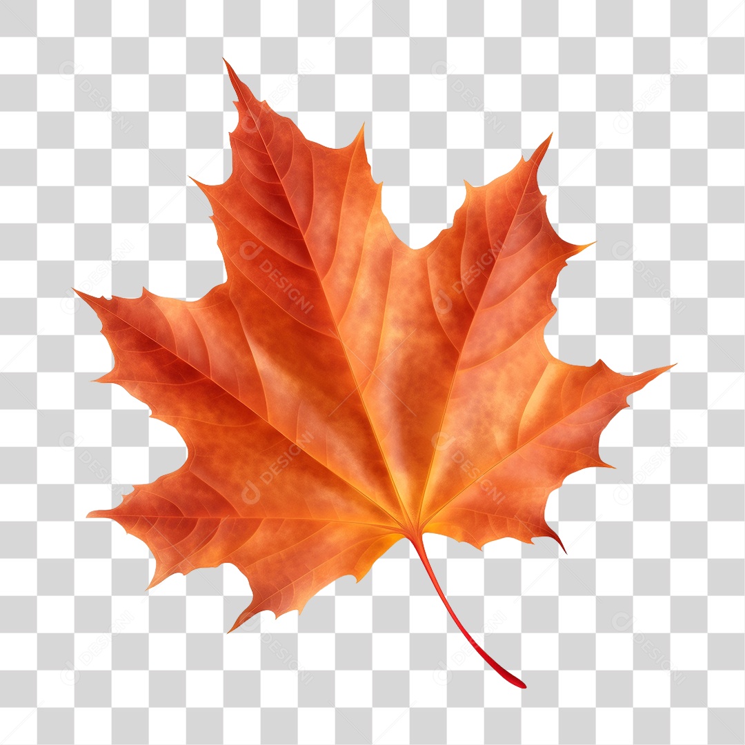 Folhas PNG Transparente