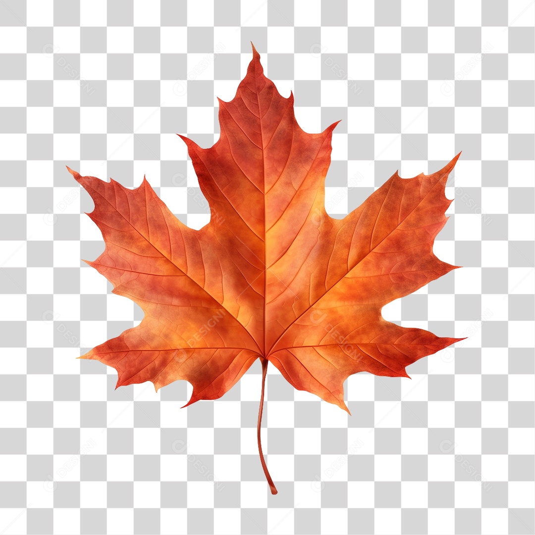 Folhas PNG Transparente