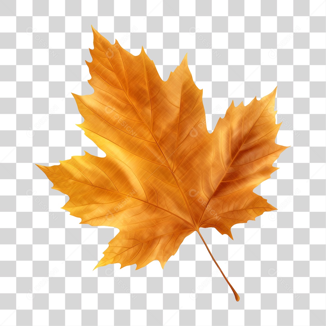 Folhas PNG Transparente